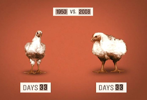 Chicken: Then vs Now